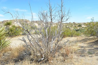 Güneşli bir çöl ortamında, eğri büğrü, cansız bir ağaç kuru otların ve dağınık çalıların arasında duruyor..