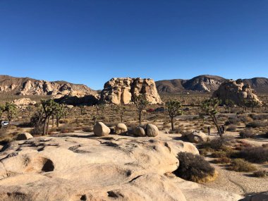 Muazzam kaya oluşumlarının ve parlak mavi gökyüzünün altında ikonik Joshua ağaçlarının yer aldığı engin çöl manzarası. Macera arayanlar ve doğa severler için mükemmel..