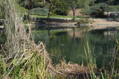 Sakin bir gölet temiz mavi gökyüzünü ve etrafındaki ağaçları yansıtırken, uzun otlar suyun kenarını çerçeveler. Vahşi yaşam öğleden sonra bu sakin ortamın tadını çıkarırken görülebilir..