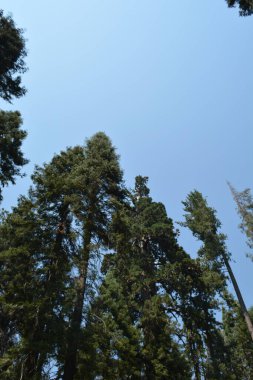 Yükselen ağaçlar parlak mavi gökyüzüne gururla karşı durarak barışçıl bir atmosfer yaratırlar. Güneş ışığı dalların arasından süzülerek bu sakin ormandaki doğanın güzelliğini arttırır..