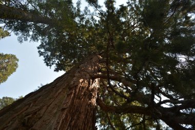 Antik ağaçların devasa gövdelerine bakarak, yemyeşil gölgeliklerdeki güneş ışığı filtrelerini izleyerek. Doğanın sükuneti çevreyi sarar, merak uyandırır..