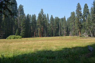Gökyüzüne uzanan görkemli ağaçlarla çevrili uçsuz bucaksız bir çayırda altın çimler yavaşça sallanıyor. Yumuşak ışık yaprakların arasından süzülüp sakin bir atmosfer yaratır..
