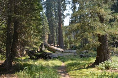 Uzun ağaçların arasından süzülen güneş ışığıyla dolu canlı bir ormanda huzur dolu bir patika..