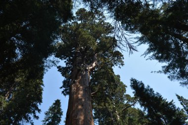 Yükselen sekoya ağaçları, bereketli bir orman sahnesinde yeşilliklerle çevrili berrak mavi gökyüzüne doğru uzanır, doğanın ihtişamını ve sükunetini yakalar..
