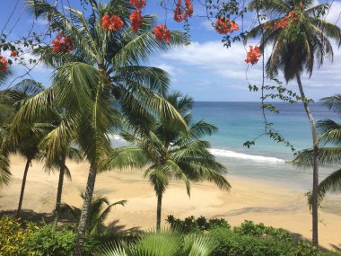 Parlak turuncu çiçekler, huzurlu bir sahilde yemyeşil palmiyelerin arasında çiçek açar. Yumuşak dalgalar, açık mavi gökyüzünün altında altın kuma doğru süzülür. Rahatlamayı ve sakinliği davet eder..