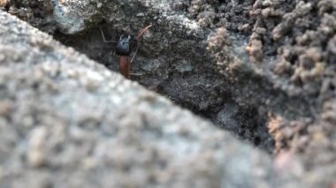 Makro, Avustralya Siyah Kafalı Şeker Karınca 'nın yuvanın girişini korurken yakın plan görüntüsü.
