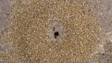 Avustralya Siyah Kafalı Şeker Karıncaları Antı