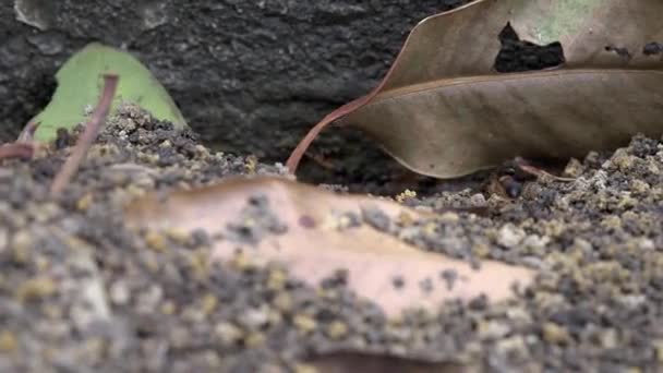 Australijskie Czarne Mrówki Cukrowe Przecinające Się Blisko Upadłego Liścia Makro — Wideo stockowe