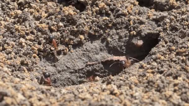 Australian Black Headed Sugar Ants Collecting Food Dirt Hole Close — Stock Video