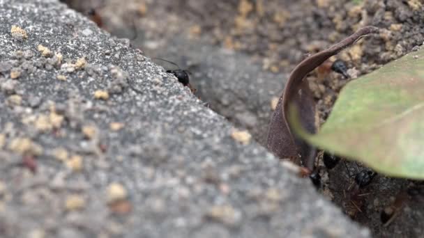 Australian Black Headed Sugar Ants Trabalhando Torno Das Rochas Folhas — Vídeo de Stock