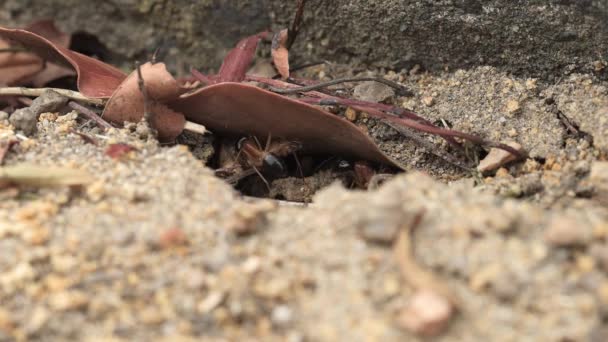 Australian Black Headed Sugar Ants Recogiendo Comida Pequeño Agujero Suelo — Vídeos de Stock