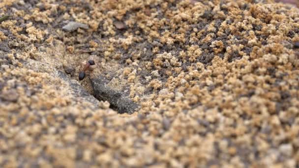 Australian Black Headed Sugar Ants Active Collecting Food Necessary Materials — Stock Video