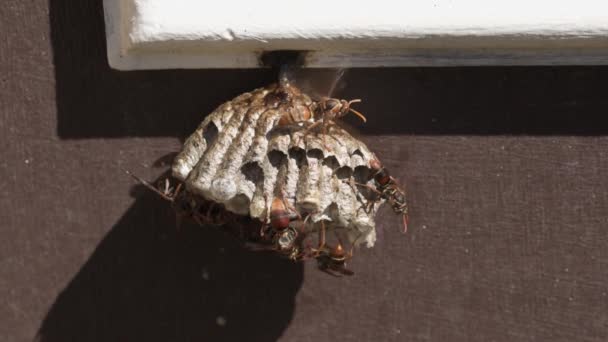 Nid Construction Guêpes Papier Avec Nid Refroidissement Guêpes Avec Leurs — Video