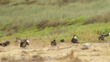 Yetişkin Sooty Terns Lord Howe Adası NSW Avustralya 'da çimenli bir plajda güneşleniyorlar.
