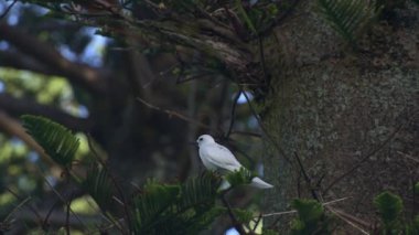 Diğer kuşlar Lord Howe Adası NSW Avustralya 'sında arka planda uçarken, bir dalda tek bir yetişkin beyaz deniz fenerini kapatın.