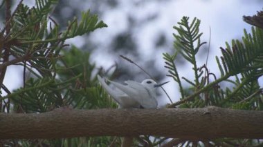 White Tern 'li yetişkin Lord Howe Adası Avustralya' da bir çam ağacının dalında bir yumurtanın üzerinde oturur.