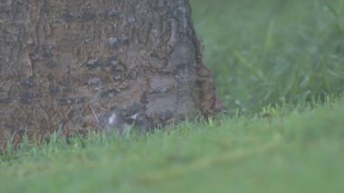 White Tern civcivi bir çam ağacının dibine sokulur ve Lord Howe Adası Avustralya 'ya gelmeden önce kameranın merceğine bakar.