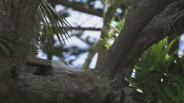 White Tern 'deki yetişkin, küçük benekli yumurtasının üzerine oturmak için alçak bir dal boyunca ilerlerken Lord Howe Adası Avustralya' da bir kamyon geçiyor.