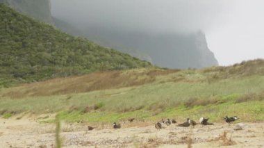Yetişkin ve genç kırlangıçlar Lord Howe Adası NSW Avustralya plajında yuvalarına girip çıkıyorlar.