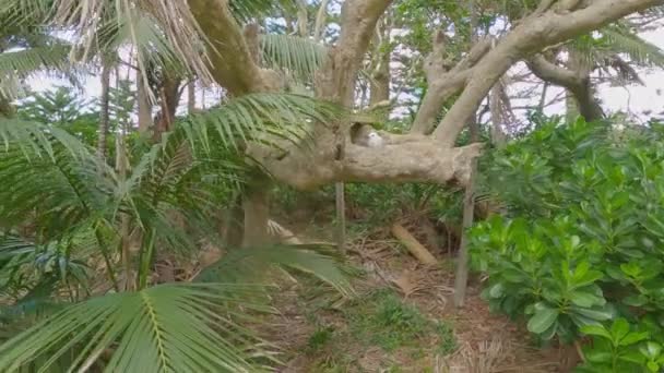 Pov Белого Гнезда Гнездящегося Низкой Ветке Острове Лорд Хоу Австралии — стоковое видео