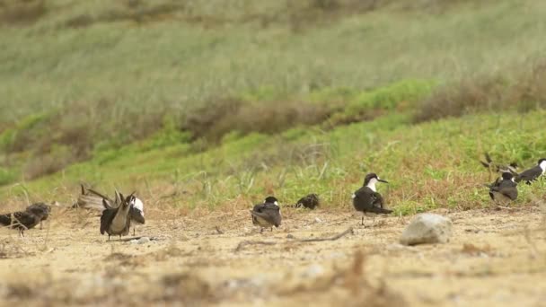 Adulti Sooty Terns Stanno Preparando Una Spiaggia Erbosa Sull Isola — Video Stock