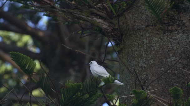 Close Single Adult White Tern High Branch While Other Birds — Stock Video