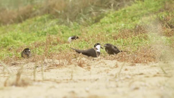 Juvenile Sooty Tern Squawks Its Parent Who Ignores Grassy Beach — Stock Video