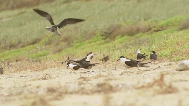 在澳大利亚新南威尔士州豪勋爵岛上的一个长满青草的海滩上 成年的Sooty Tern喂养一只幼鸟 而另一个成年的鸟则在背景下降落照顾它的后代 — 图库视频影像