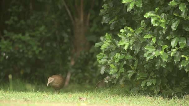 Lord Howe Woodhen Gallirallus Sylvestris Muove Terra Sinistra Destra — Video Stock