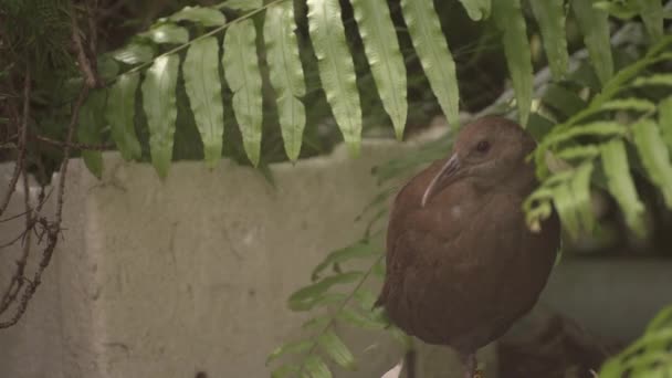 Lord Howe Woodhen Gallirallus Sylvestris Gömmer Sig Jordisk Ormbunke Lord — Stockvideo