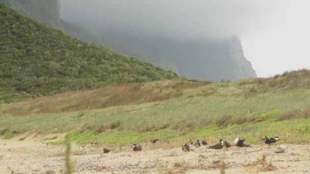 Vuxna Och Unga Sotiga Tärnor Flyger Och Från Häckningsplatsen Strand — Stockvideo