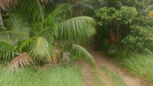 Wejście Lasu Kentia Prowadzącego Podnóża Lidgbird Gower Lord Howe Island — Wideo stockowe