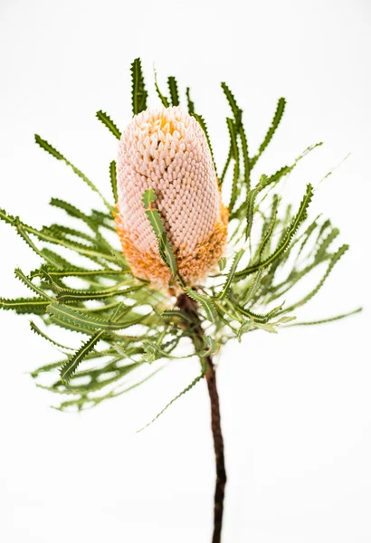 Tek sarı banksia çiçek