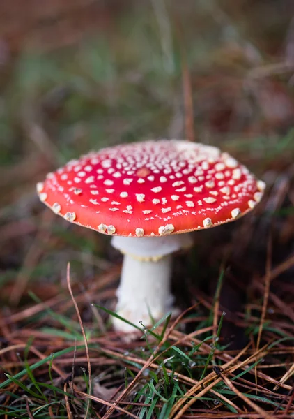 Cogumelo único vermelho — Fotografia de Stock