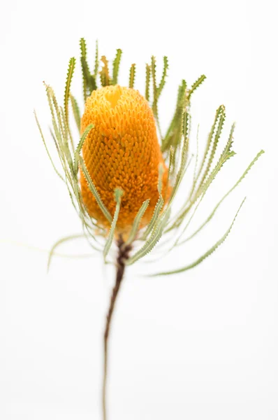 Interne Oranje banksia bloem Rechtenvrije Stockafbeeldingen