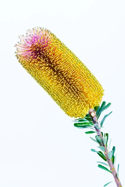 Tek sarı Banksia — Stok fotoğraf