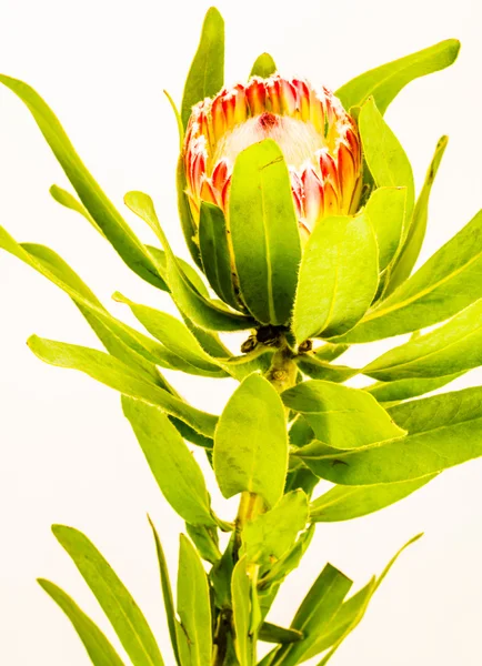 Tek kırmızı Protea — Stok fotoğraf