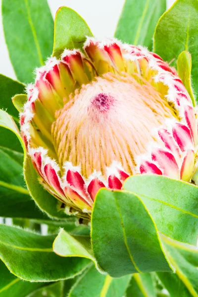 Tek kırmızı Banksia — Stok fotoğraf