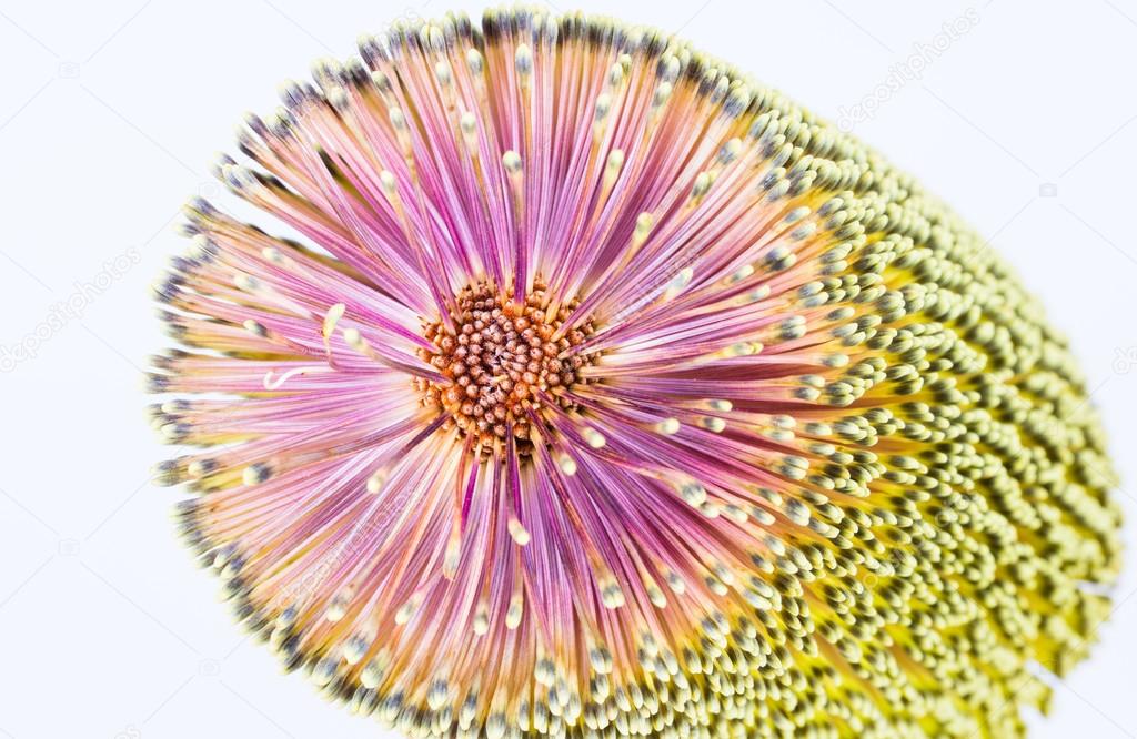 Banksia bloom closeup
