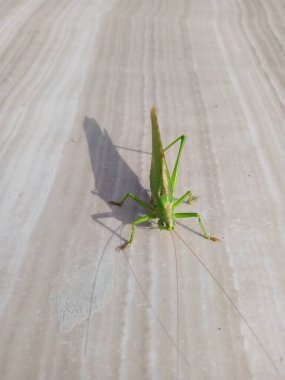 İnşaat alanında bir çekirge.