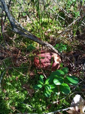 Mantar bulmak için orman yürüyüşü. Tamam.