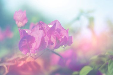 Yakın plan güzel Kağıt Çiçek Açık Mor (Bougainvillea glabra Choisy) yeşil yaprak yumuşak yeşil doğa bulanık güneş ışığı arka plan metin için metin alanı ile birlikte.