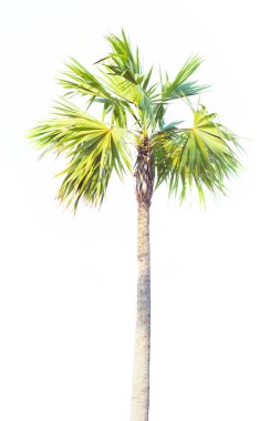 Bahçede hindistan cevizi ve palmiye ağaçları beyaz arka planda izole edilmiş ağaçlar yazın büyük ağaçlar yetişiyor..