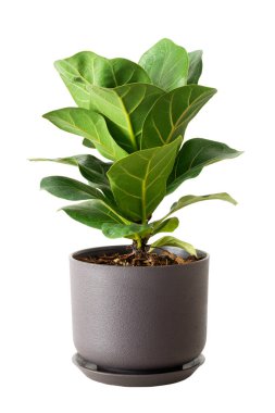 Yeşil keman inciri yaprakları ya da kahverengi plastik kaplarda incir likatı beyaza izole edilmiş. Fiddle-leaf incir ağacı, ev tropikal tasarımı ve sağlık yararları için popüler süs bitkisi hava temizleme tesisleri..
