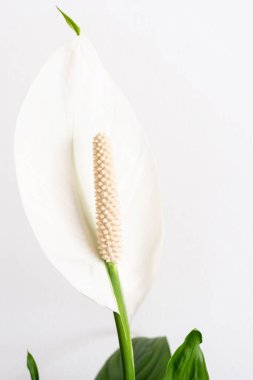 Yakın plan barış çiçekleri beyaz arka planda tek başına çiçek açıyor. Barış Zambağı ağacı. Ev tropikal tasarımı için popüler süs bitkisi hava temizleme bitkileri..