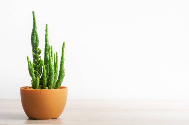 Opuntia monacantha kaktüsü, portakal tencerelerinde yetişen küçük bitkiler, ahşap masa ve beyaz duvar arka planı..