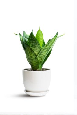 Snake Plant green leaf in white ceramic pot isolated on white. hahnii green tree popular ornamental house plant air purifying for home minimal design. Mother-in-law's Tonguet. Sansevieria trifasciata hort. clipart