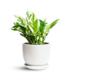 Epipremnum Aureum Manjula yeşil ve beyaz yapraklı seramik kap beyaza izole edilmiş. Altın Pothos, Epipremnum aureum ağacı popüler süs evi bitkisi ev tasarımı için havayı temizliyor.