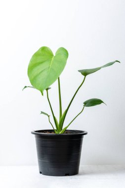 Monstera deliciosa Liebm yeşil yaprak siyah plastik kap beyaz izole. Monstera deliciosa ağacı popüler süs evi bitkisi ev tasarımı için havayı temizliyor