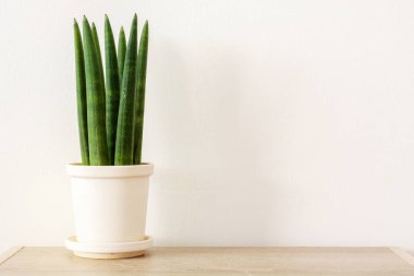 Beyaz arka planda Sansevieria silindiri. Silindirik yılan fabrikası, Mızrak Sansevieria, Mızrak Bitkisi Hava temizleme tesisi.